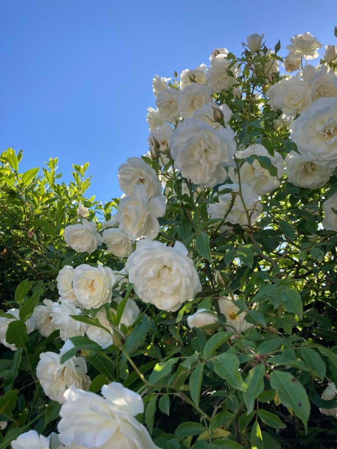 La Rosa Del Lago Bracciano  Exterior photo